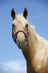 Palomino Quarter Horse