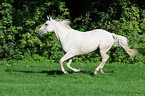 white Quarter Horse