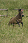 Quarter Horse stallion