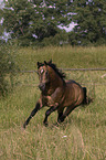 Quarter Horse stallion