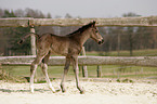 Quarter Horse Foal