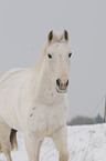 Quarter Horse Portrait