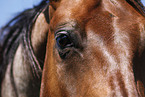 Quarter Horse eye