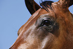 Quarter Horse eye