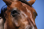 Quarter Horse eye