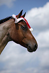 Quarter Horse with Santa Hat