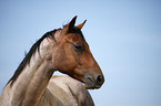 Quarter Horse Portrait