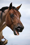 Quarter Horse Portrait