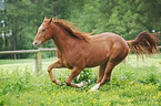 galloping Quarter Horse