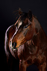 Quarter Horse Portrait