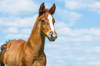 Quarter Horse foal