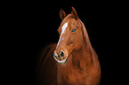 Quarter Horse Portrait