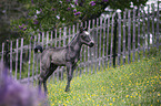 Quarter Horse foal