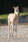 Quarter Horse foal