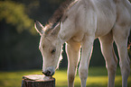 Quarter Horse foal