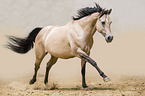 galloping Quarter Horse