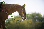 Quarter Horse Portrait