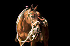 Quarter Horse Portrait