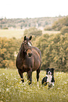 Quarter Horse and Border Collie