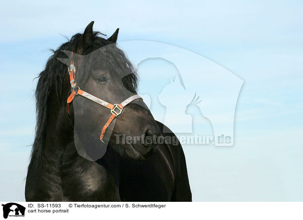 Rheinisch Deutsches Kaltblut Portrait / cart horse portrait / SS-11593