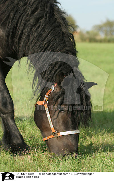 grasendes Rheinisch Deutsches Kaltblut / grazing cart horse / SS-11596