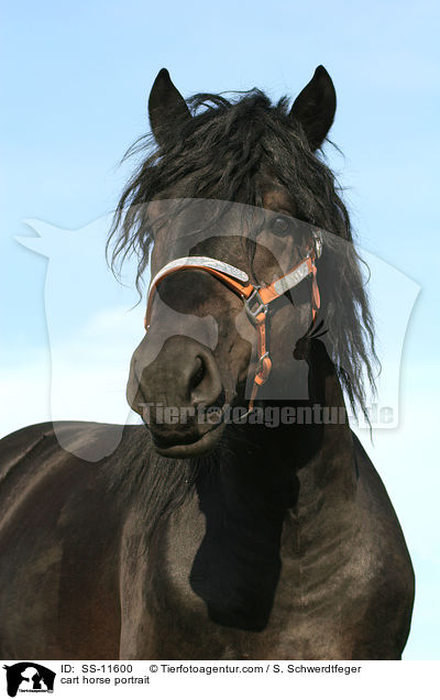 Rheinisch Deutsches Kaltblut Portrait / cart horse portrait / SS-11600