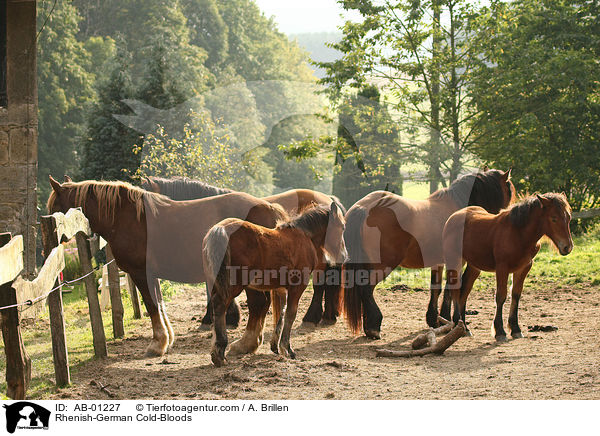 Rhenish-German Cold-Bloods / AB-01227