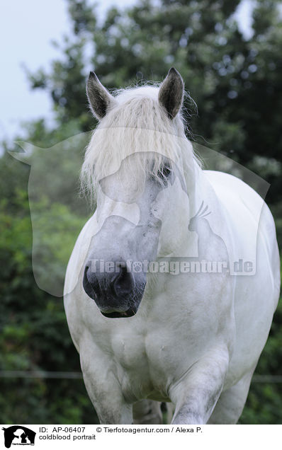 Rheinisch Deutsches Kaltblut Portrait / coldblood portrait / AP-06407