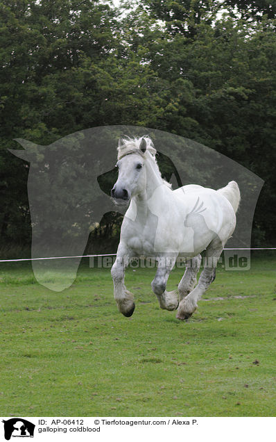 galoppierendes Rheinisch Deutsches Kaltblut / galloping coldblood / AP-06412