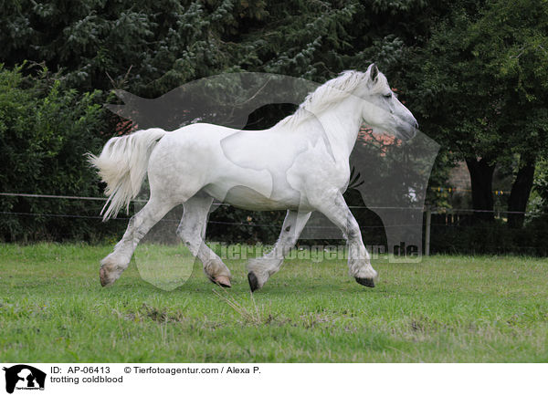 trabendes Rheinisch Deutsches Kaltblut / trotting coldblood / AP-06413