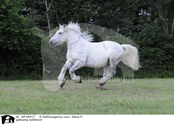 galoppierendes Rheinisch Deutsches Kaltblut / galloping coldblood / AP-06417