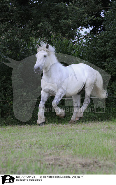 galoppierendes Rheinisch Deutsches Kaltblut / galloping coldblood / AP-06425