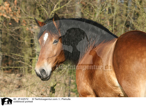 Rheinisch Deutsches Kaltblut Portrait / coldblood portrait / IP-02572