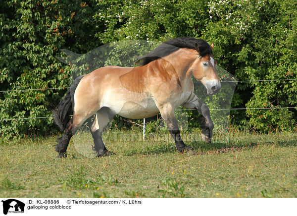 galoppierendes Rheinisch Deutsches Kaltblut / galloping coldblood / KL-06886