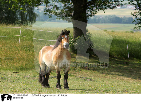 Rheinisch Deutsches Kaltblut / coldblood / KL-06888