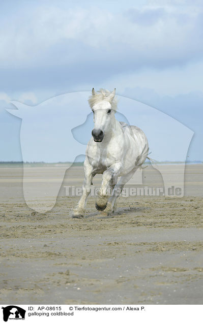 galoppierendes Rheinisch Deutsches Kaltblut / galloping coldblood / AP-08615