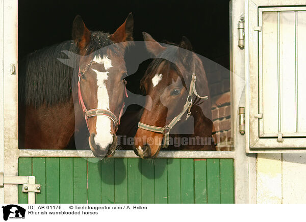 Rhenish warmblooded horses / AB-01176