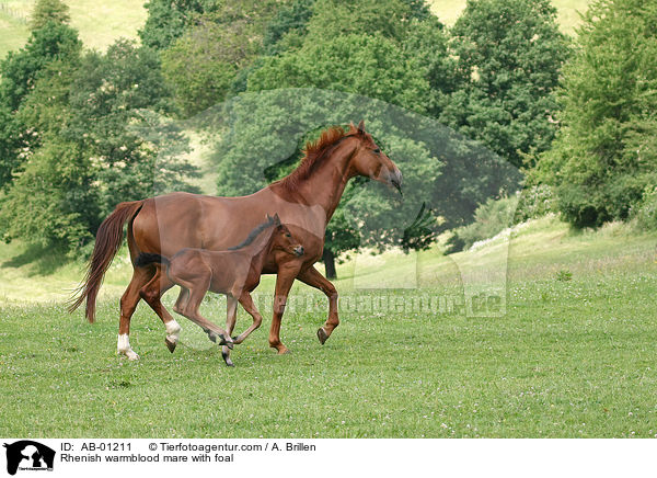 Rhenish warmblood mare with foal / AB-01211