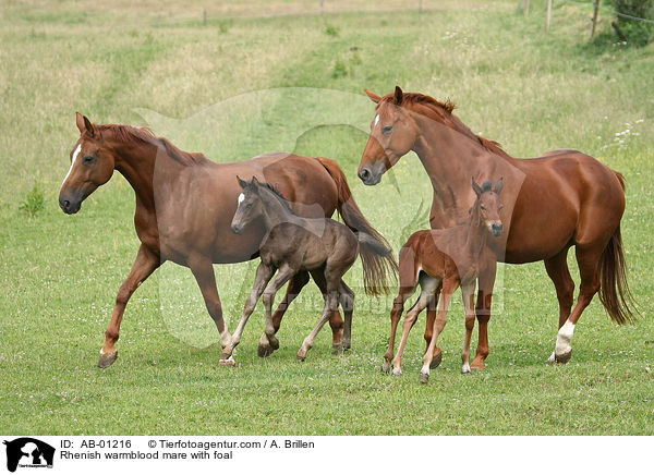 Rhenish warmblood mare with foal / AB-01216