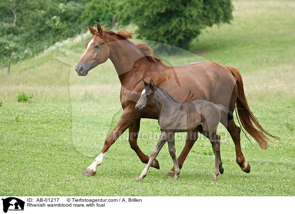 Rhenish warmblood mare with foal / AB-01217