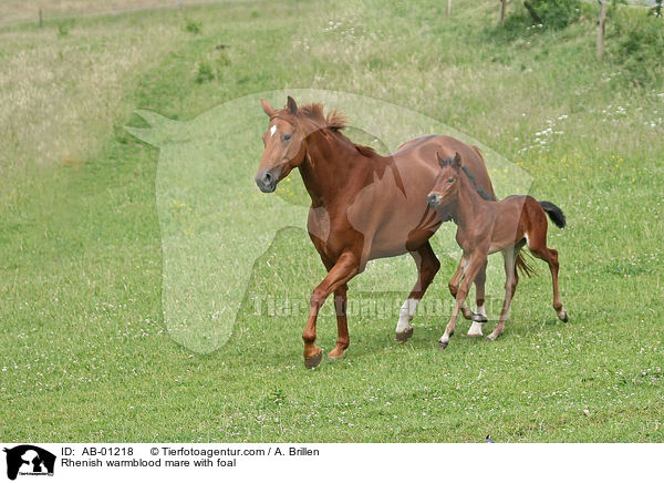 Rhenish warmblood mare with foal / AB-01218