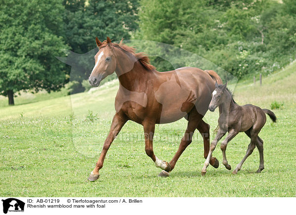 Rhenish warmblood mare with foal / AB-01219