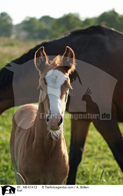 Rheinisches Warmblut Fohlen / foal / AB-01412