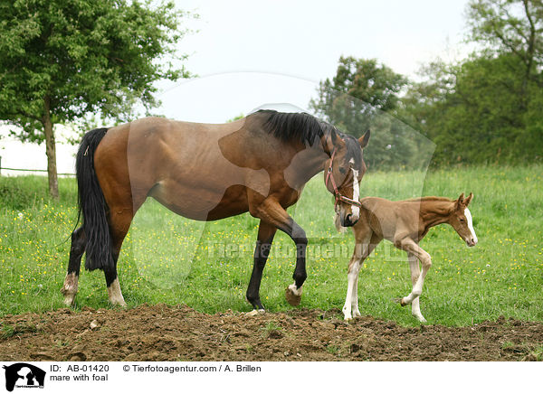 mare with foal / AB-01420