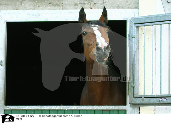 Rheinisches Warmblut Stute / mare / AB-01427