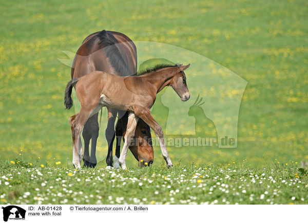 mare with foal / AB-01428