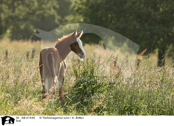 Rheinisches Warmblut Fohlen / foal / AB-01446