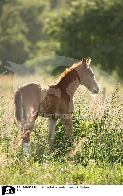 Rheinisches Warmblut Fohlen / foal / AB-01448