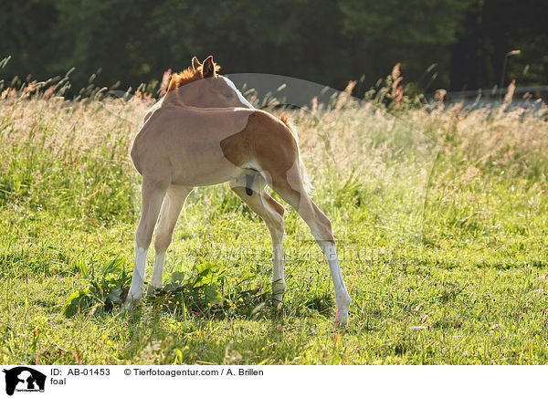 Rheinisches Warmblut Fohlen / foal / AB-01453