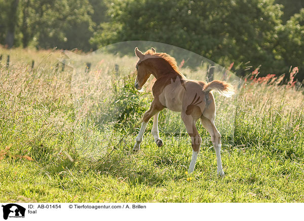 Rheinisches Warmblut Fohlen / foal / AB-01454